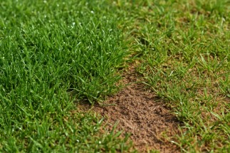 Close-up of turf showing moisture differences on a racecourse